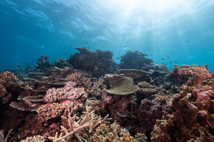 Urgent action required to protect world’s coral reefs from disappearing within three decades, warn experts.