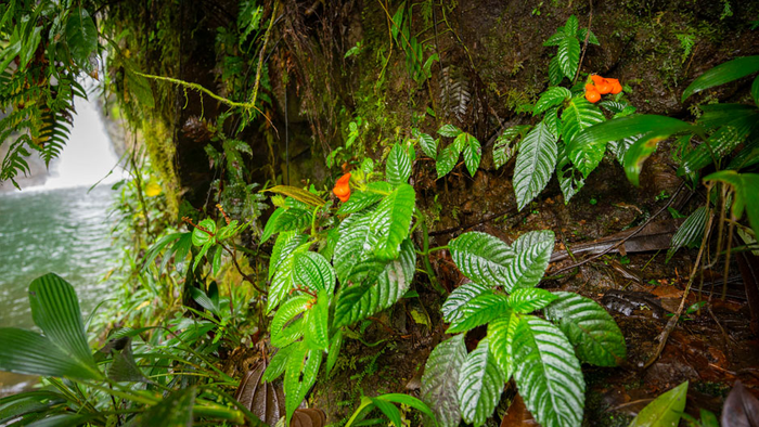 Researchers detect a tropical plant species presumed to be extinct.