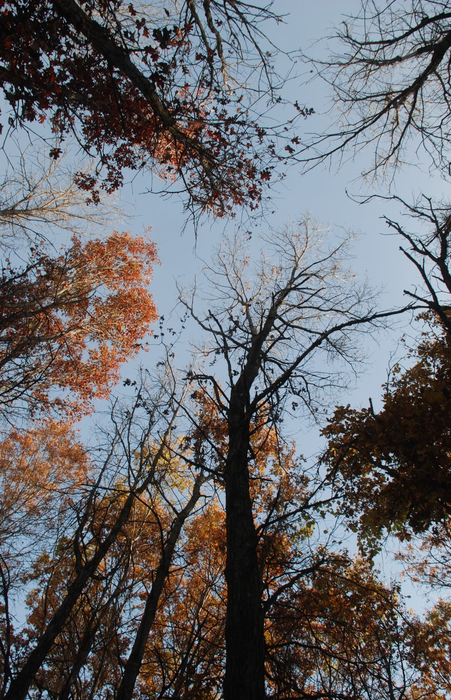 U.S. trees may provide over $100 billion dollars in savings via environmental benefits – but face growing threats.