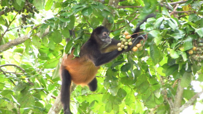 Monkeys routinely consume fruit containing alcohol, shedding light on our own taste for booze.