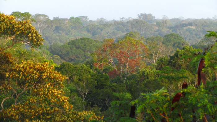 Increased heat and drought stunt tropical trees, a major carbon sink.