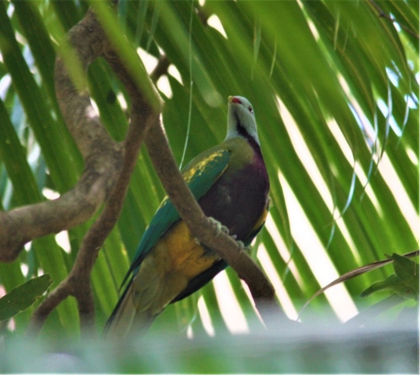 Rainforest birds in decline in black summer bushfire aftermath.