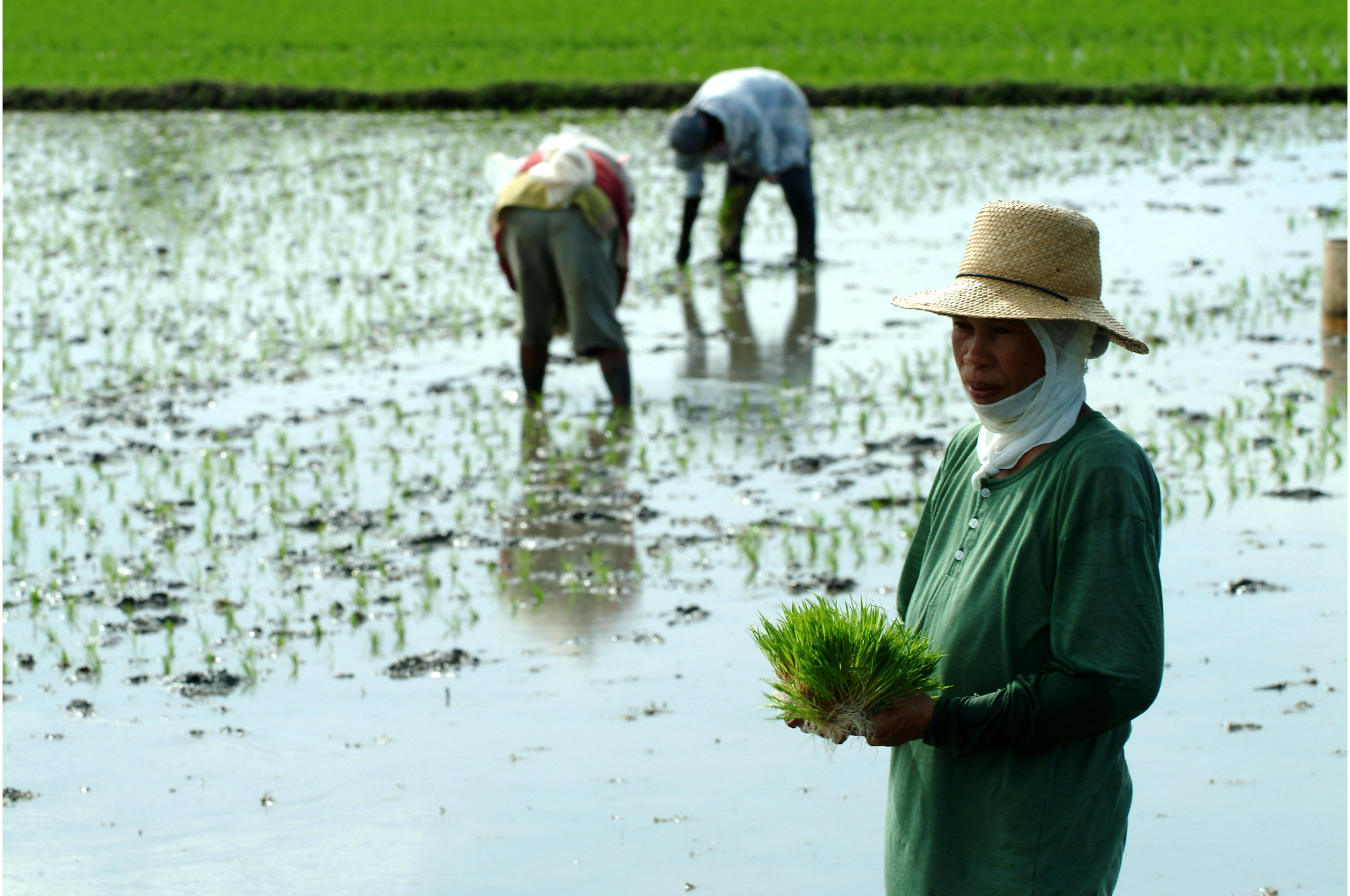 South-East Asian rice bowl depleting fast – analysis.