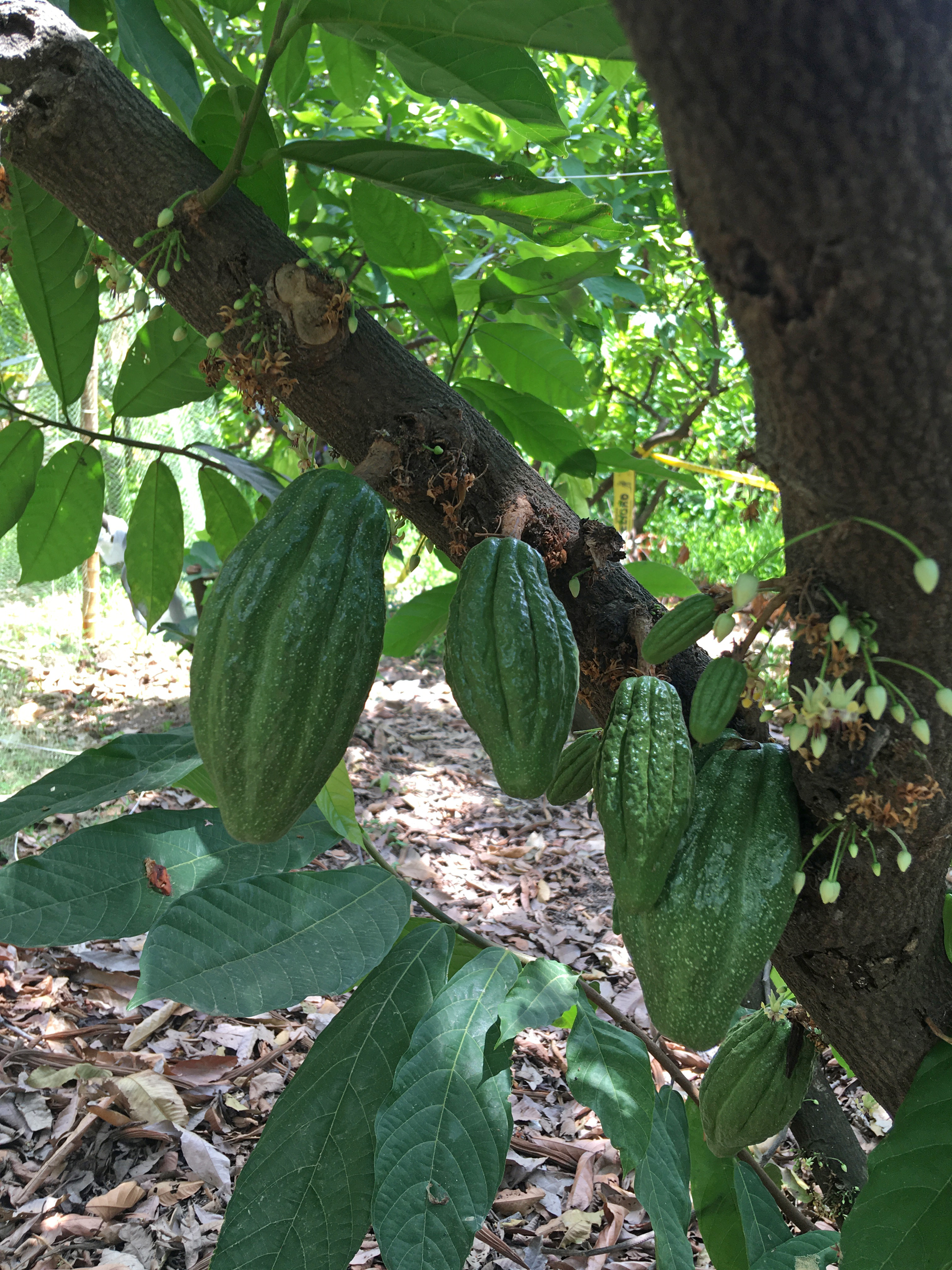 The Cacao Tree Enigma.