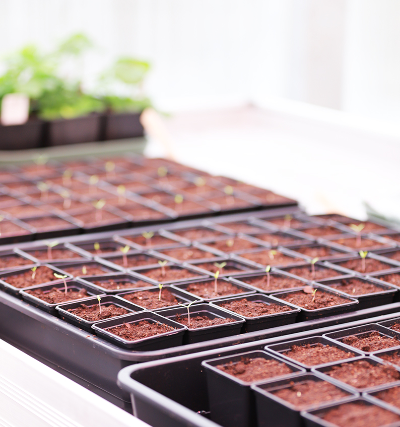 Greenhouse lighting using locally produced renewable energy.