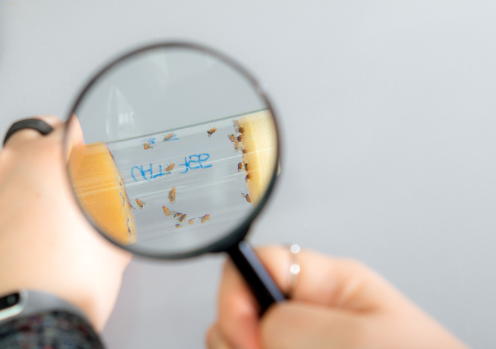 Rare discovery: How a gene mutation causes higher intelligence.