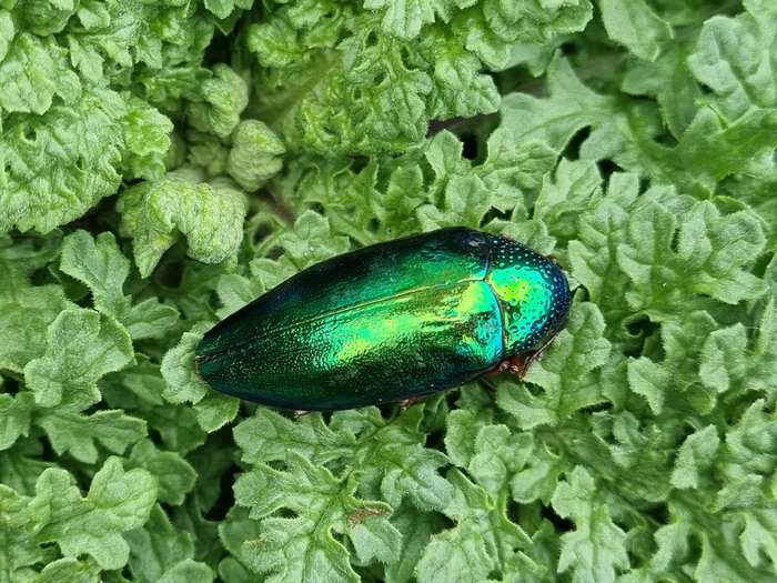 Beetle iridescence a deceptive form of warning coloration, study finds.