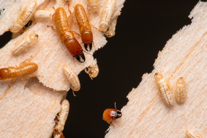 A family of termites has been traversing the world’s oceans for millions of years.
