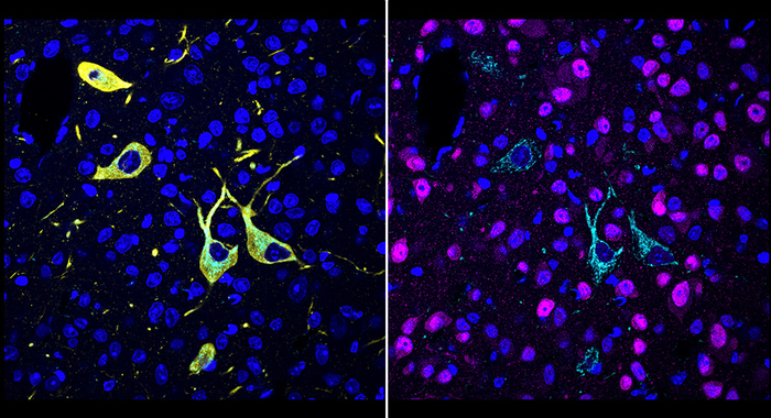New technique shows in detail where drug molecules hit their targets in the body.