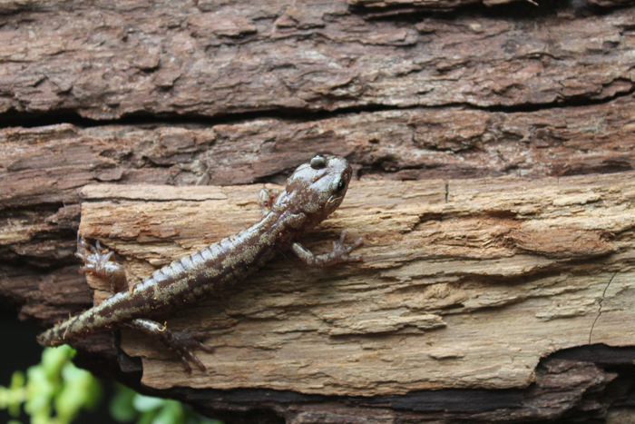 Skydiving salamanders live in world’s tallest trees.