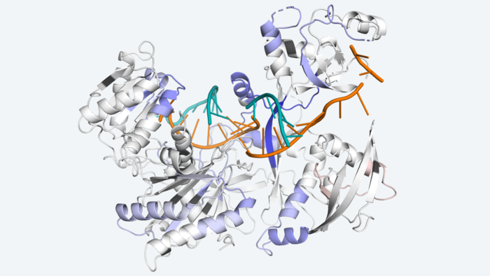 Decoding how a protein on the move keeps cells healthy.