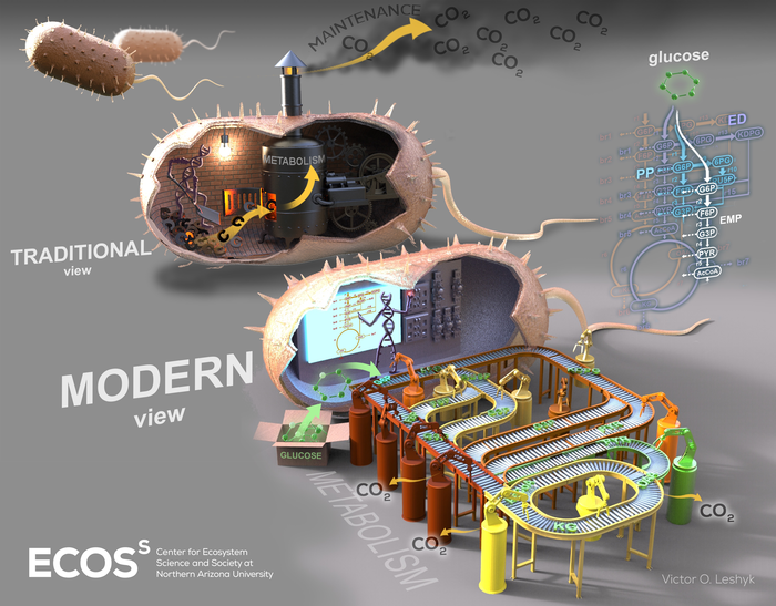 Soil microbes use different pathways to metabolize carbon.