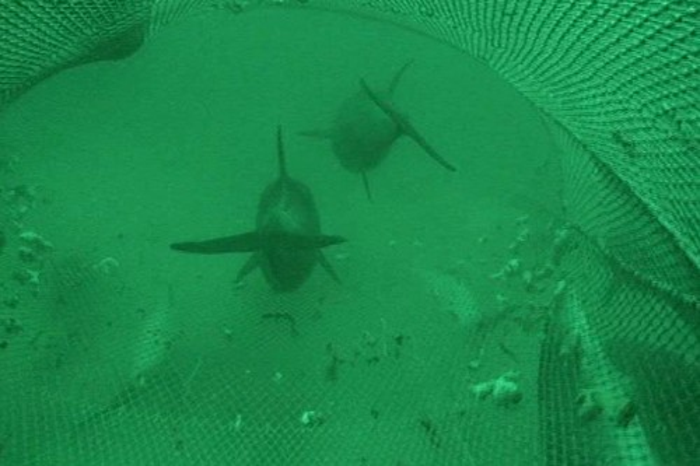 Dolphin bycatch from fishing practices unsustainable, study finds.