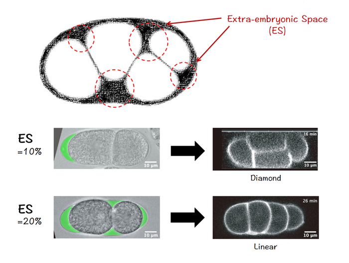 Mind the gap: Space inside eggs steers first few steps of life.