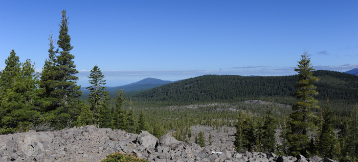 What we’re still learning about how trees grow.