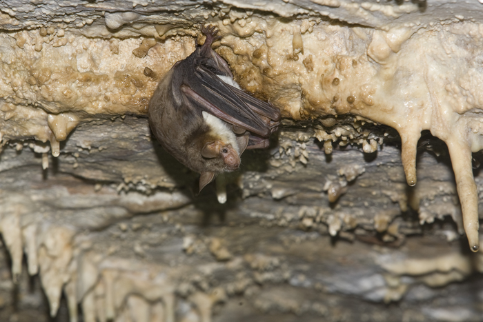 These bats deter predators by buzzing like hornets.