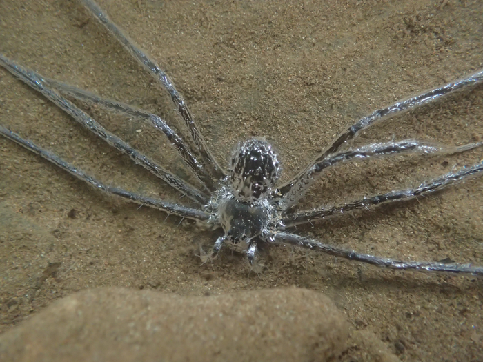 Spider can hide underwater for 30 minutes.