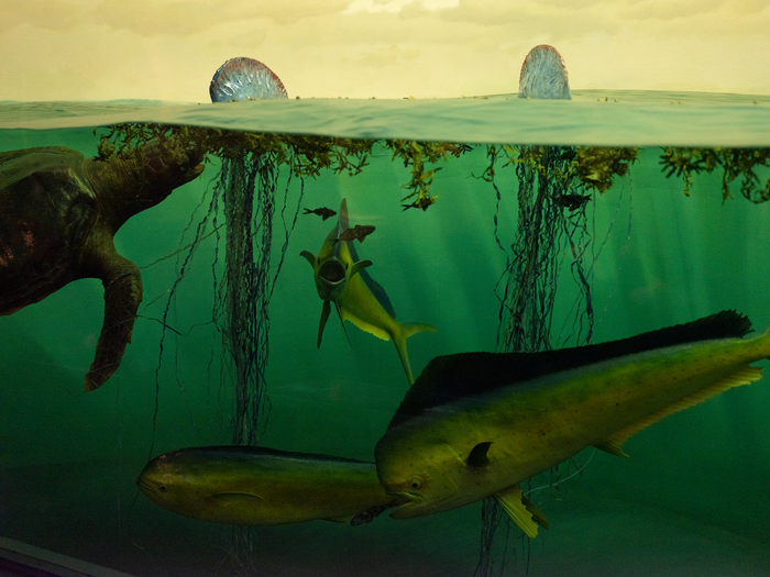 Unchecked global emissions on track to initiate mass extinction of marine life.