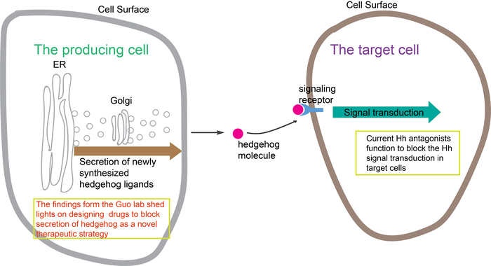 HKUST-led research reveals a novel molecular mechanism that regulates secretion of sonic hedgehog, shedding light on cancer treatments.
