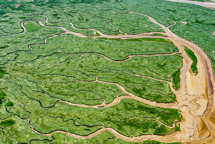 Land-building marsh plants are champions of carbon capture.