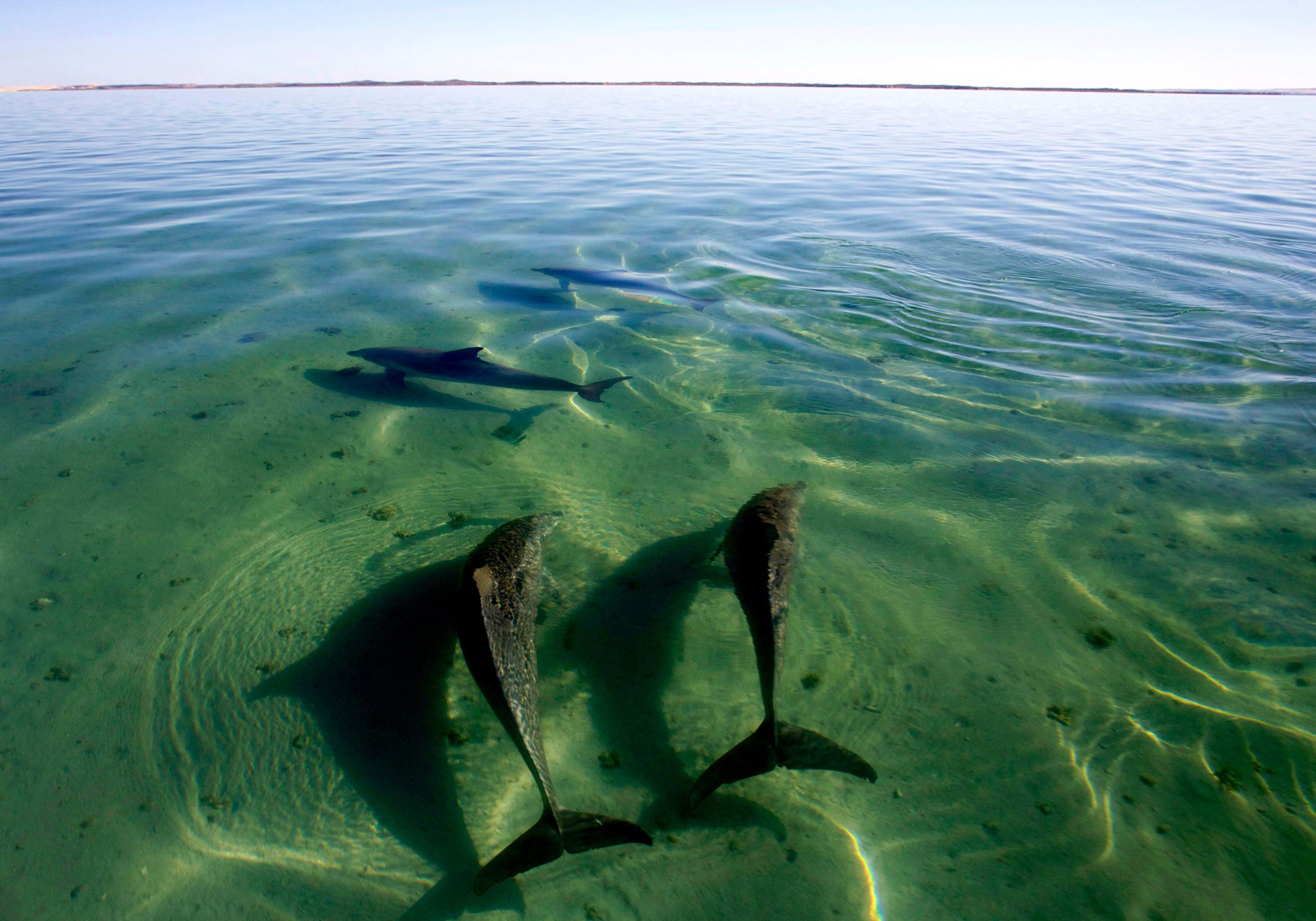 How much is too much? Finding the sustainable limit to human-caused wildlife mortality.
