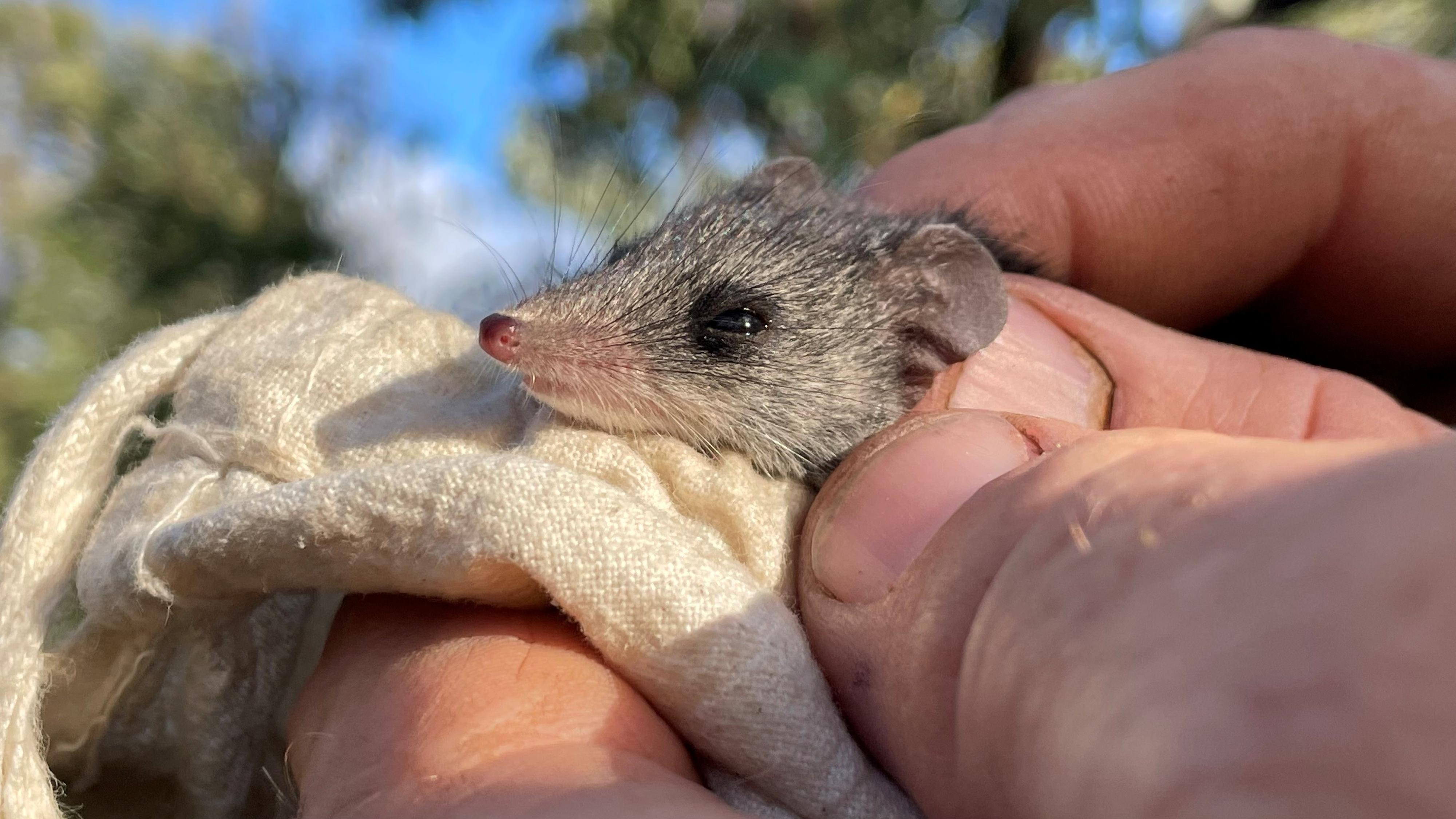 Evolution gives marsupials a helping hand