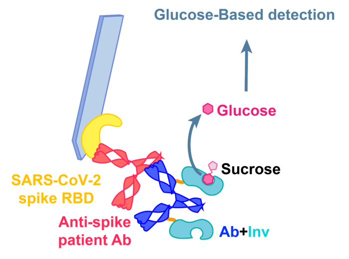 A glucose meter could soon say whether you have SARS-CoV-2 antibodies.