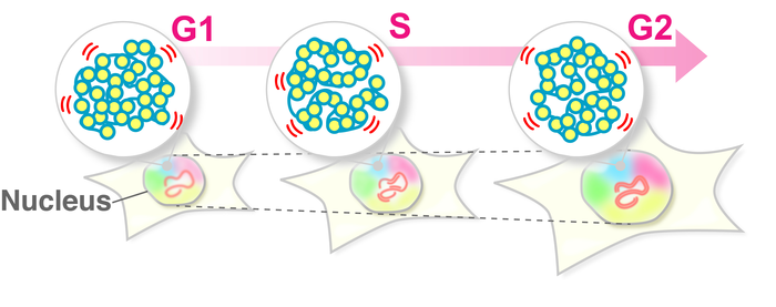 DNA moves steadily during interphase, providing cells robust housekeeping system.