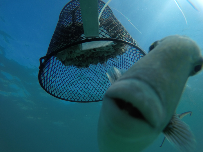 As the ocean heats up hungrier predators take control.
