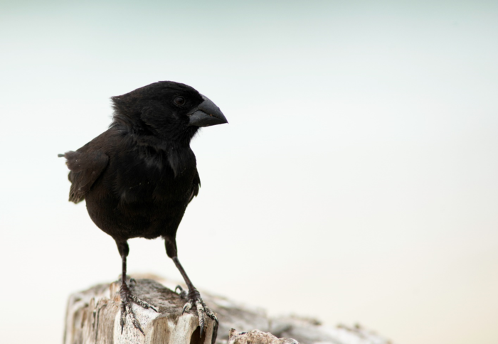 The secret lives of Darwin’s finches reveal daily commutes the equivalent of 30 soccer fields.