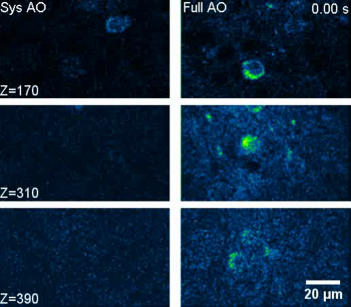 HKUST researchers demonstrate near-non-invasive In-vivo imaging in mouse cortex at an unprecedented depth.