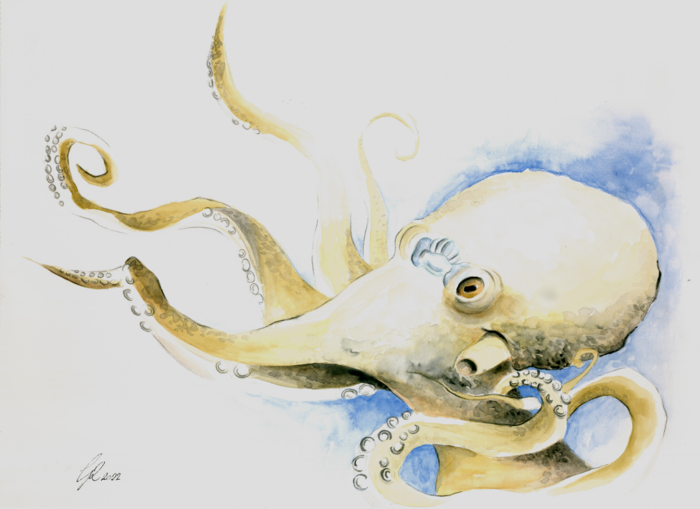 The octopus’ brain and the human brain share the same “jumping genes”.