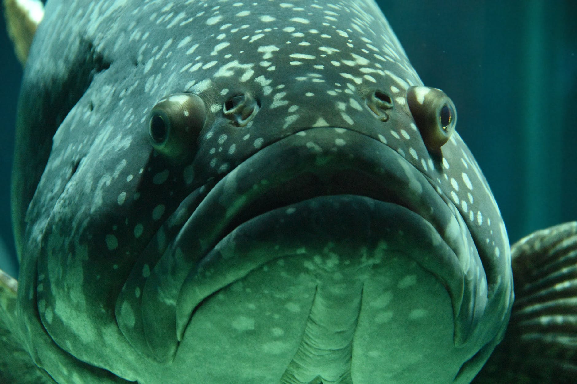‘Ugly’ reef fish are most in need of conservation support.