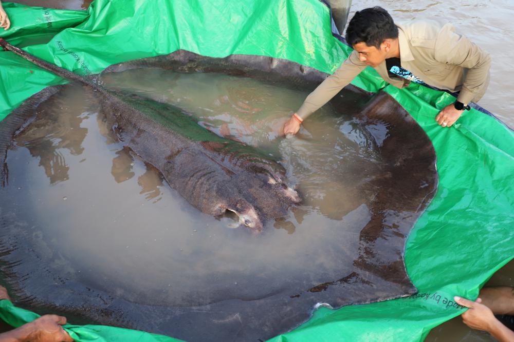 DAILY DOSE: Giant stingray discovered in river; Tourism can help save endangered gorillas.