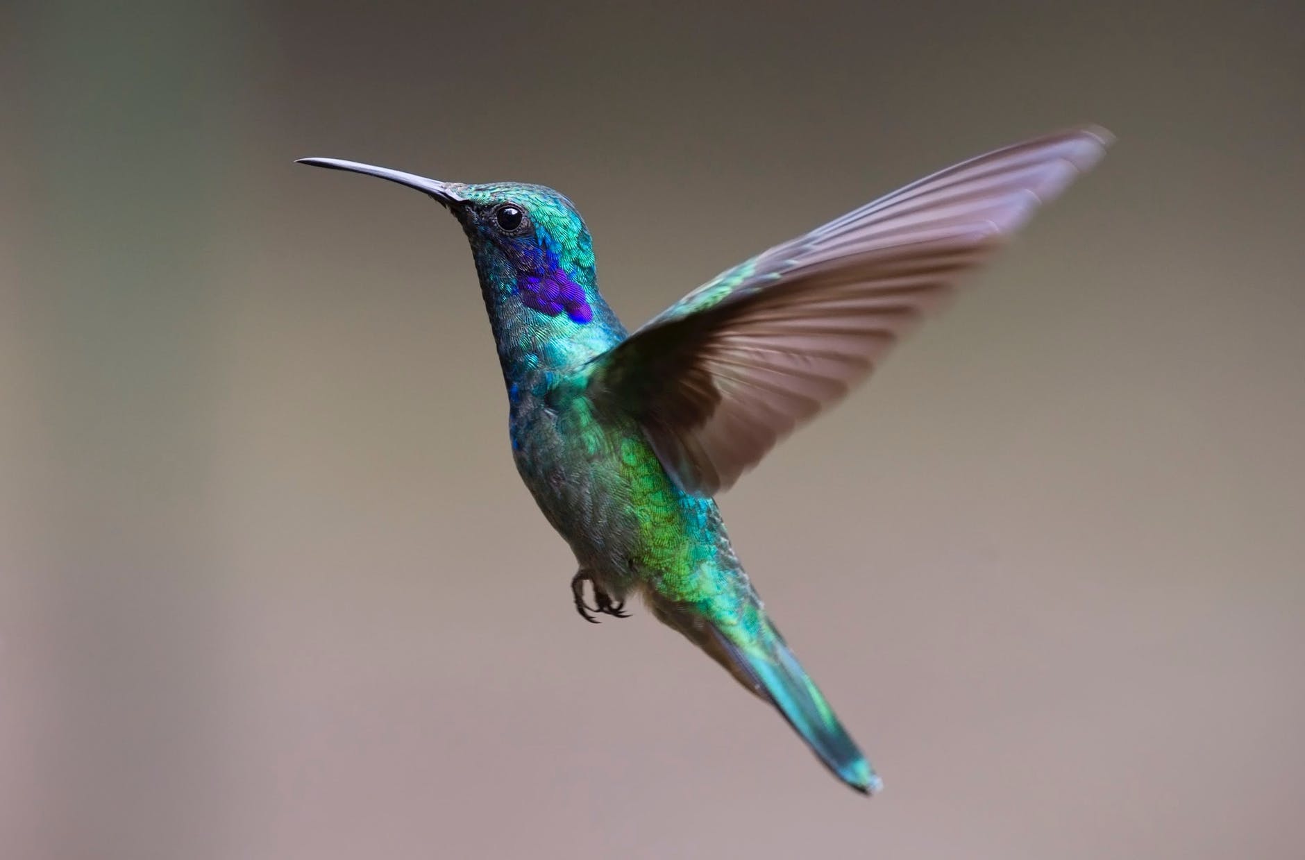 Hummingbirds may struggle to go any further uphill.