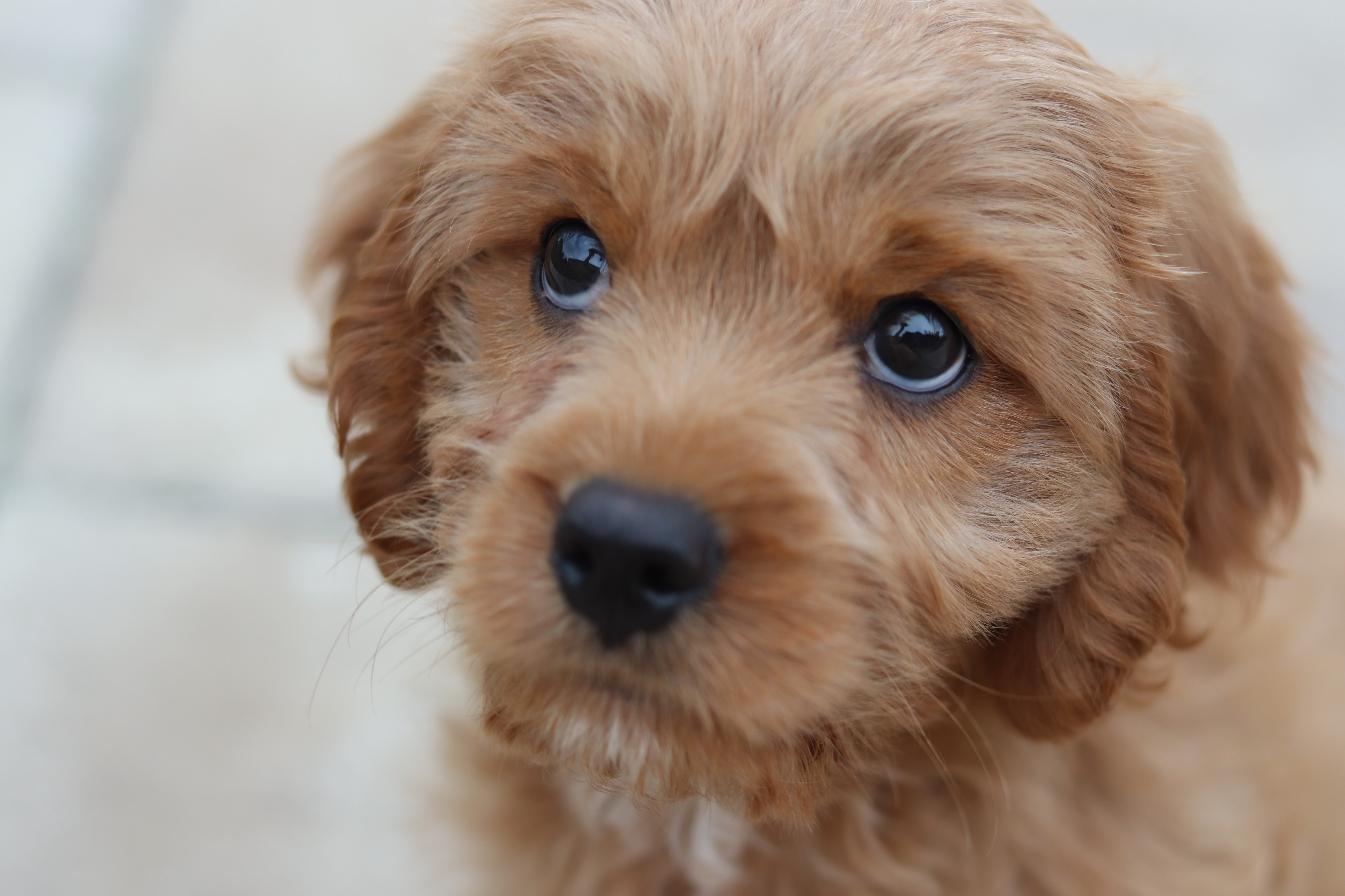 Man’s best friend might be thanks to genetics.