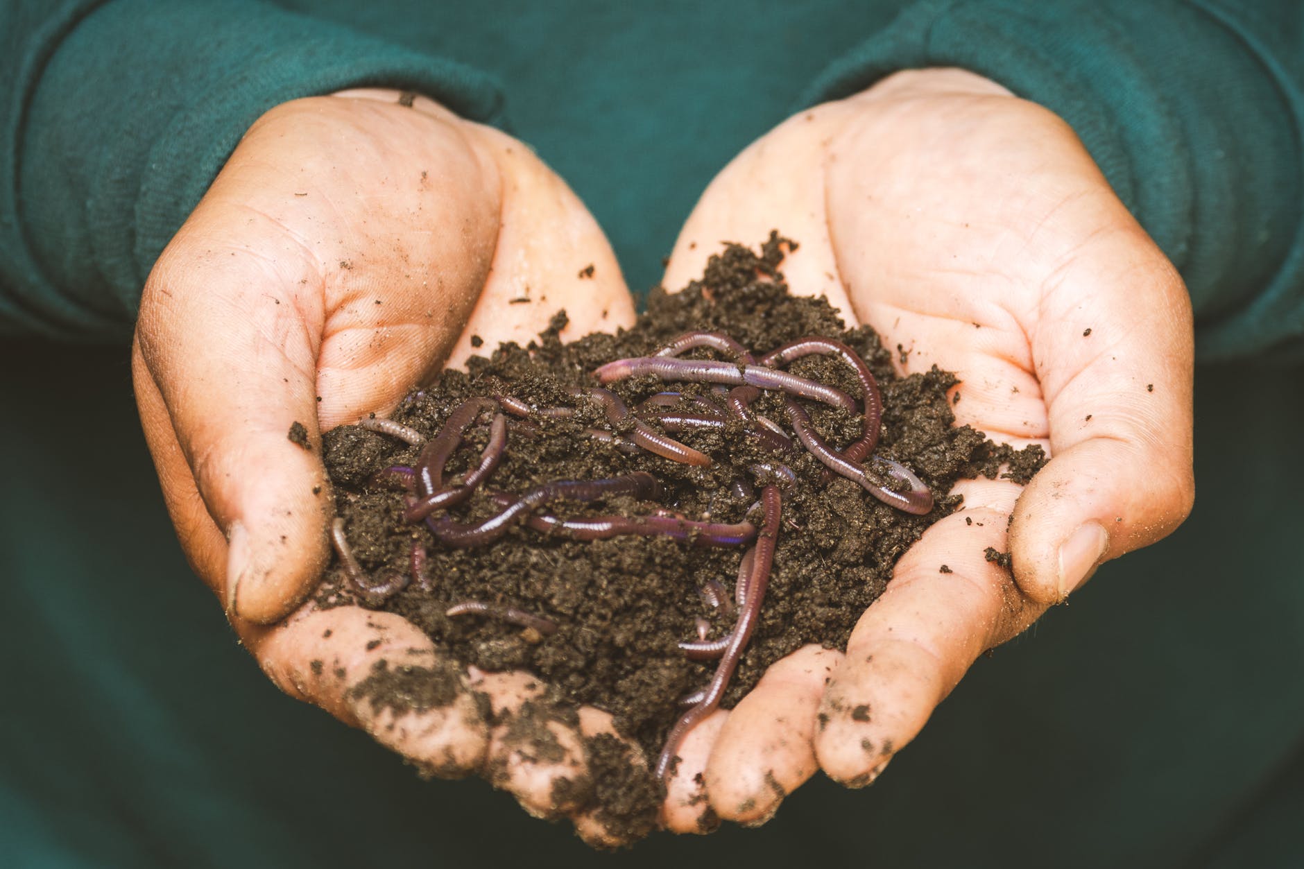 Superworms capable of munching through plastic waste.