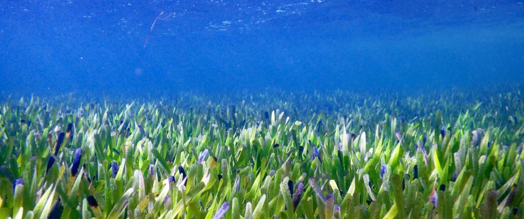 DAILY DOSE: Mexico bans all e-cigarette sales; Meet the world’s largest organism.