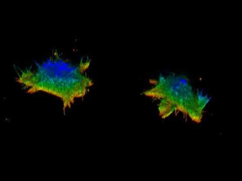 How cells zip through the stickiest mucus