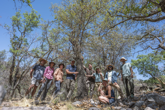 Researchers rediscover oak tree thought to be extinct.