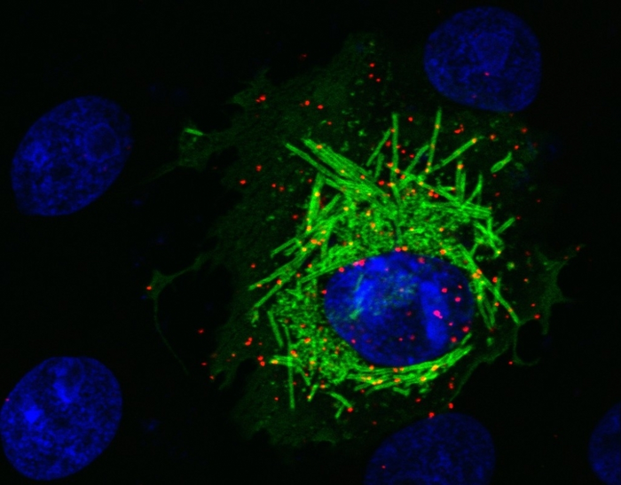 Coronavirus manipulates host cells to get what it wants.