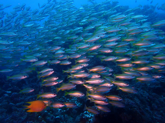 Experts predict top emerging impacts on ocean biodiversity over next decade.