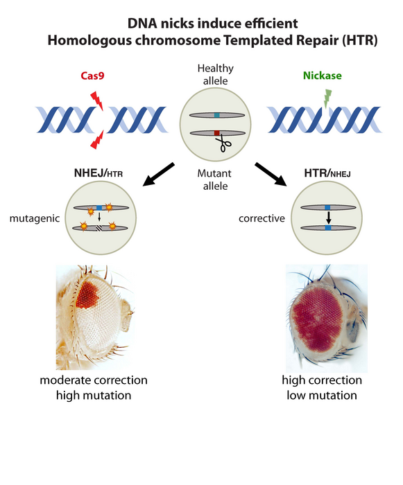 “Soft” CRISPR may offer a new fix for genetic defects.