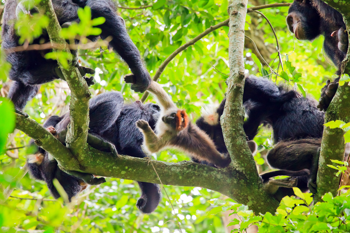 Communication makes hunting easier for chimpanzees.