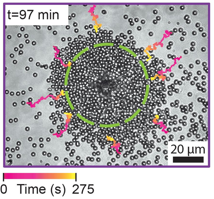 ‘Life-like’ lasers can self-organise, adapt their structure, and cooperate