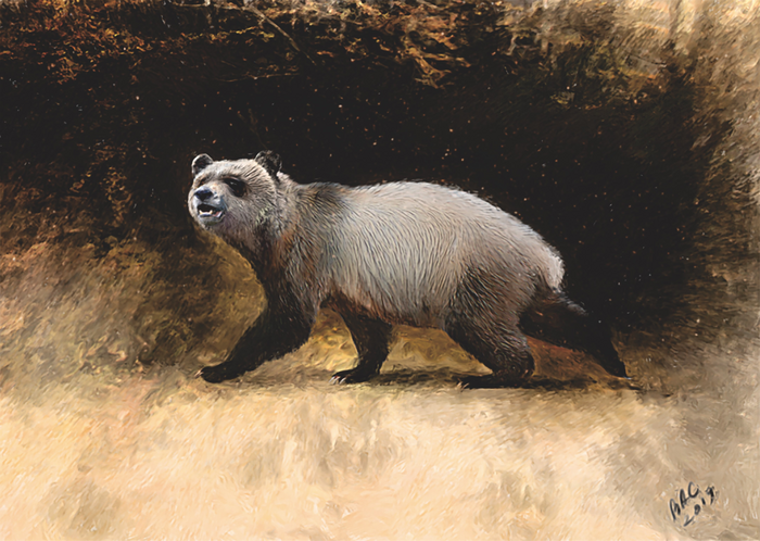 New discovery of panda species which may have been Europe’s last.