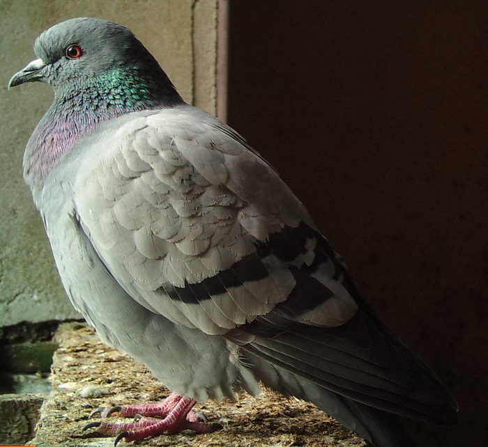 Rare wild ancestors of feral pigeons found living on British and Irish islands.