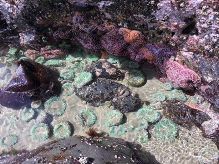 No ‘safe space’ for 12 key ocean species on North American West Coast.