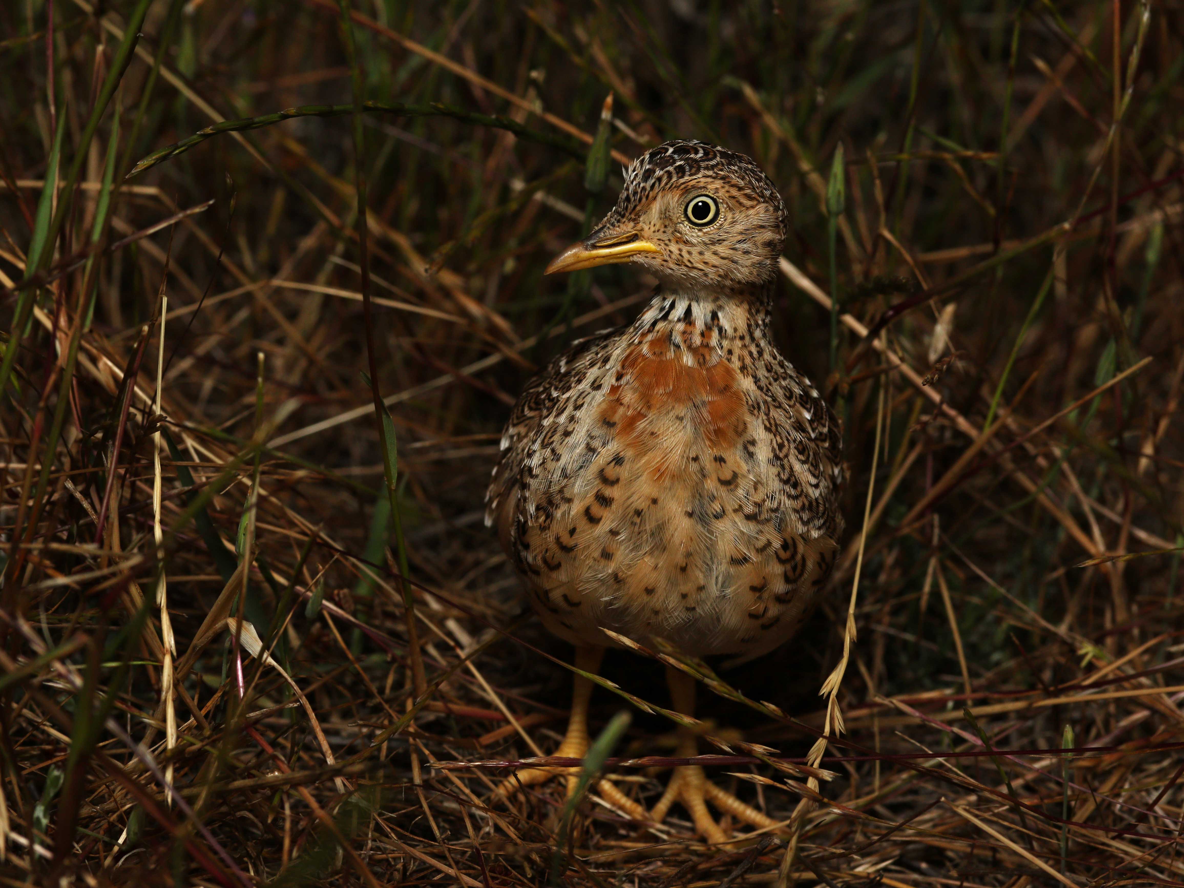 Rebound for globally unique bird on brink of extinction.