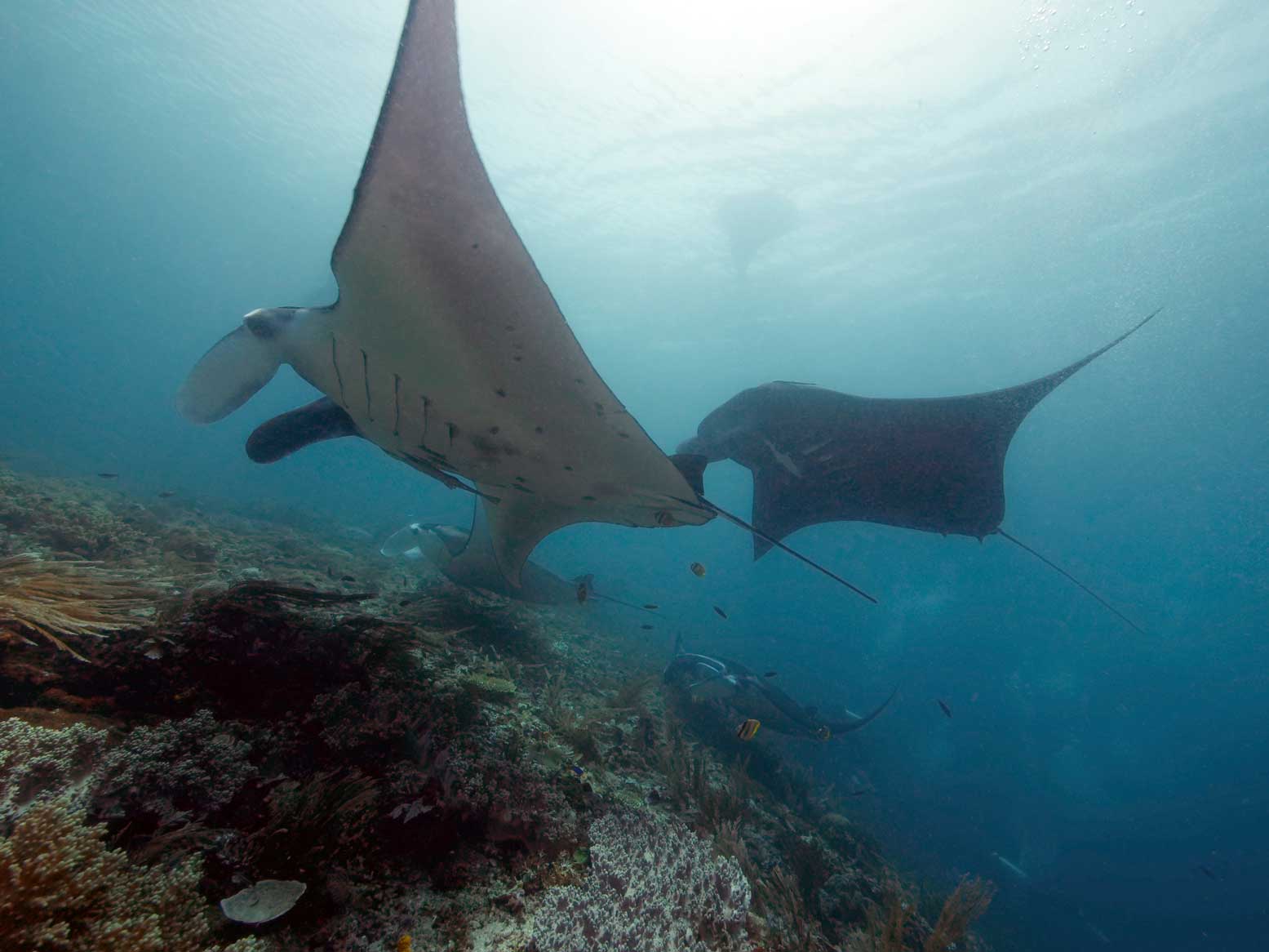 Reef Manta Ray social relationships depend on individual behaviour differences.